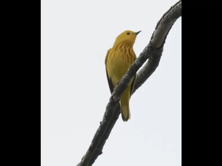 An American robin at Breakneck Hill Conservation Land in Southborough, photographed by Steve Forman.