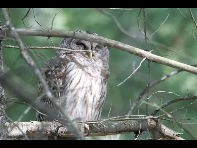 A barred owl at Great Meadows in Sudbury, photographed by Gail Sartori.