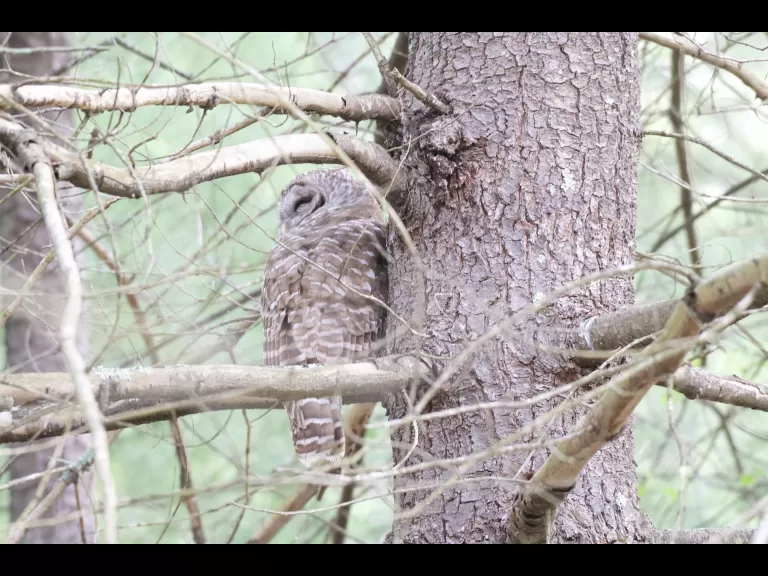 A barred owl at Great Meadows in Sudbury, photographed by Gail Sartori.