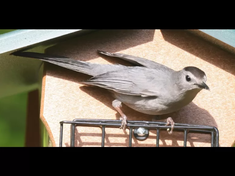 A brown-headed cowbird in Framingham, photographed by Steve Forman.