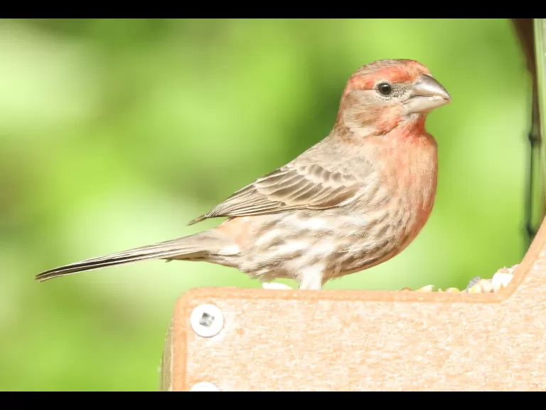 A brown-headed cowbird in Framingham, photographed by Steve Forman.