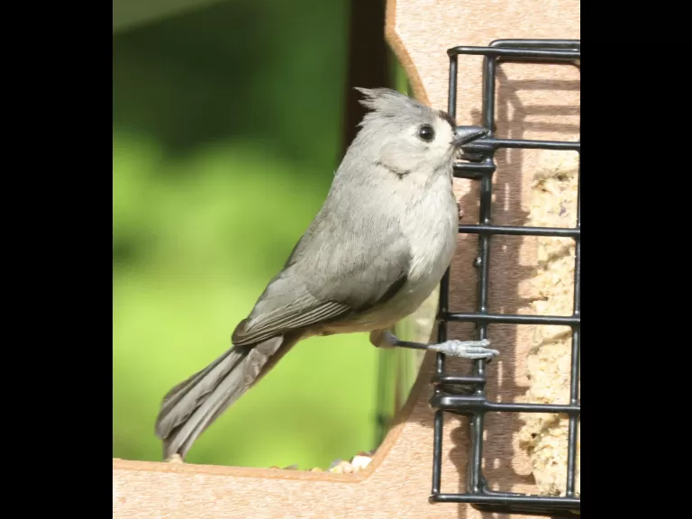 A brown-headed cowbird in Framingham, photographed by Steve Forman.
