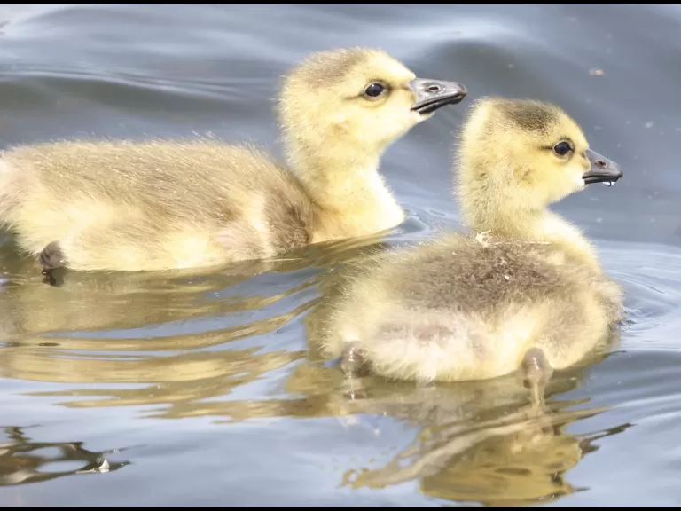 Canada geese goslings at Farm Pond in Framingham, photographed by Steve Forman.