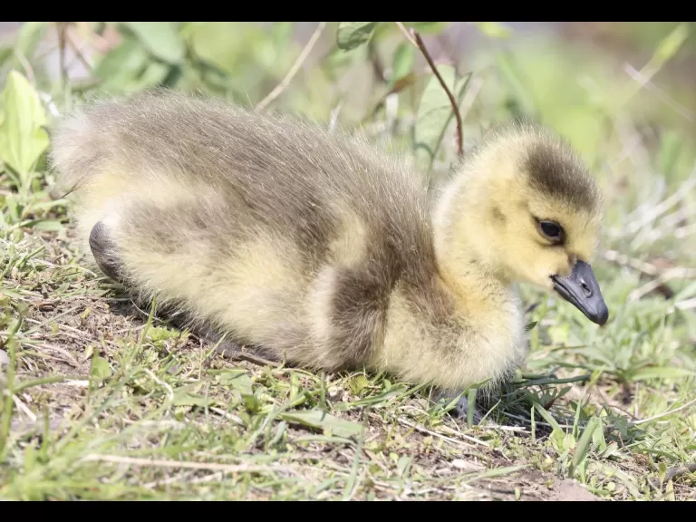 Canada geese goslings at Farm Pond in Framingham, photographed by Steve Forman.