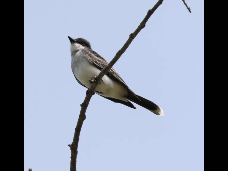 An eastern kingbird at Breakneck Hill Conservation Land in Southborough, photographed by Steve Forman.