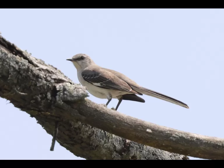An eastern kingbird at Breakneck Hill Conservation Land in Southborough, photographed by Steve Forman.