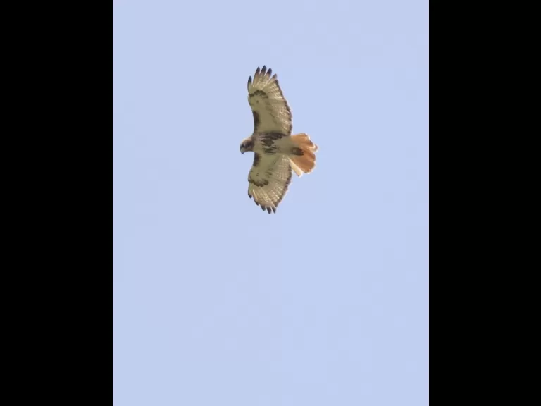 An eastern kingbird at Breakneck Hill Conservation Land in Southborough, photographed by Steve Forman.