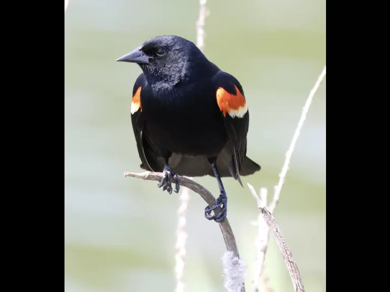 Canada geese goslings at Farm Pond in Framingham, photographed by Steve Forman.