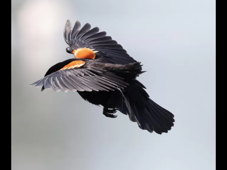 Canada geese goslings at Farm Pond in Framingham, photographed by Steve Forman.