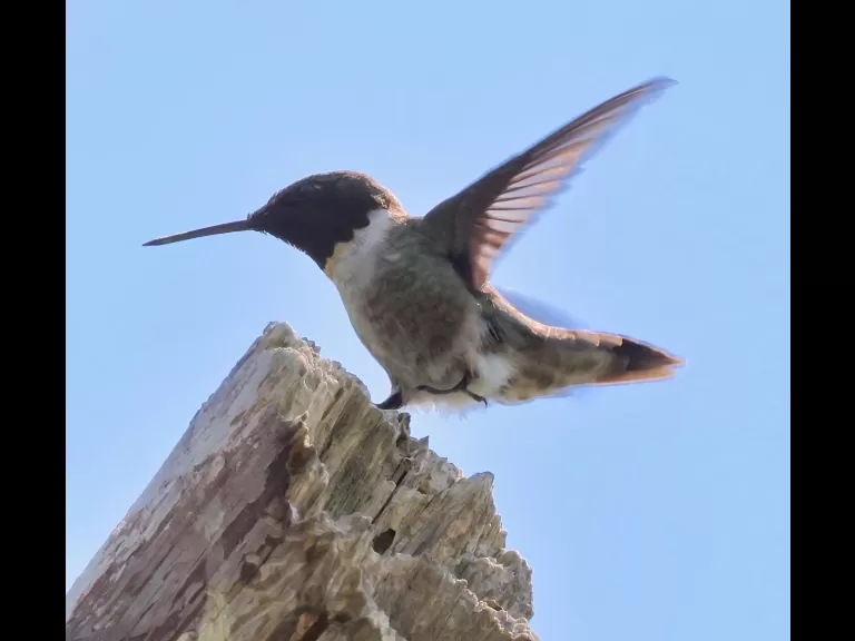 An eastern kingbird at Breakneck Hill Conservation Land in Southborough, photographed by Steve Forman.