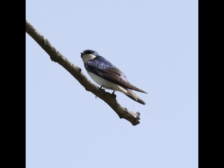 An eastern kingbird at Breakneck Hill Conservation Land in Southborough, photographed by Steve Forman.