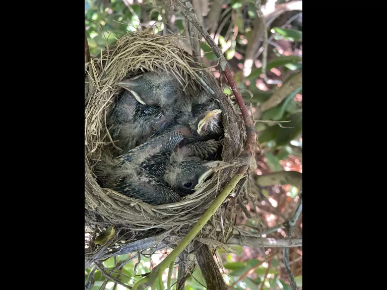 American robin eggs in a nest in Marlborough, photographed May 9th, 2021 by Karin Paquin.