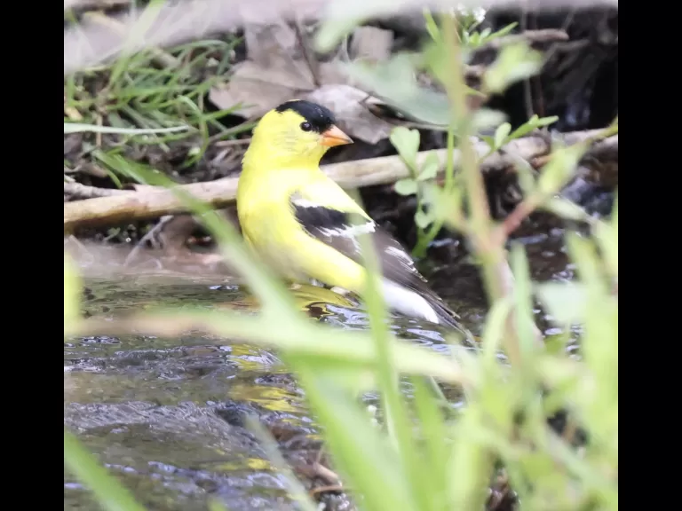 An eastern kingbird at Breakneck Hill Conservation Land in Southborough, photographed by Steve Forman.