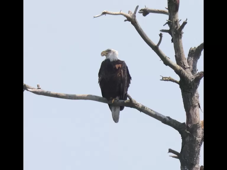 A bald eagle at the Sudbury Reservoir in Southborough, photographed by Steve Forman.