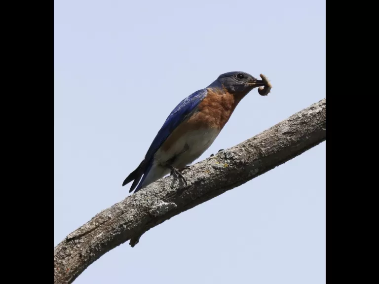 An eastern kingbird at Breakneck Hill Conservation Land in Southborough, photographed by Steve Forman.