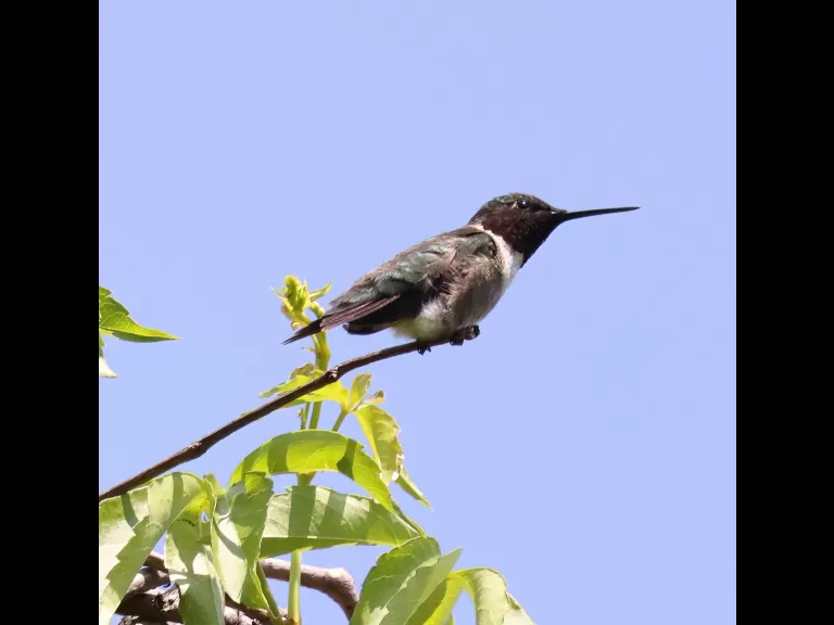 An eastern kingbird at Breakneck Hill Conservation Land in Southborough, photographed by Steve Forman.