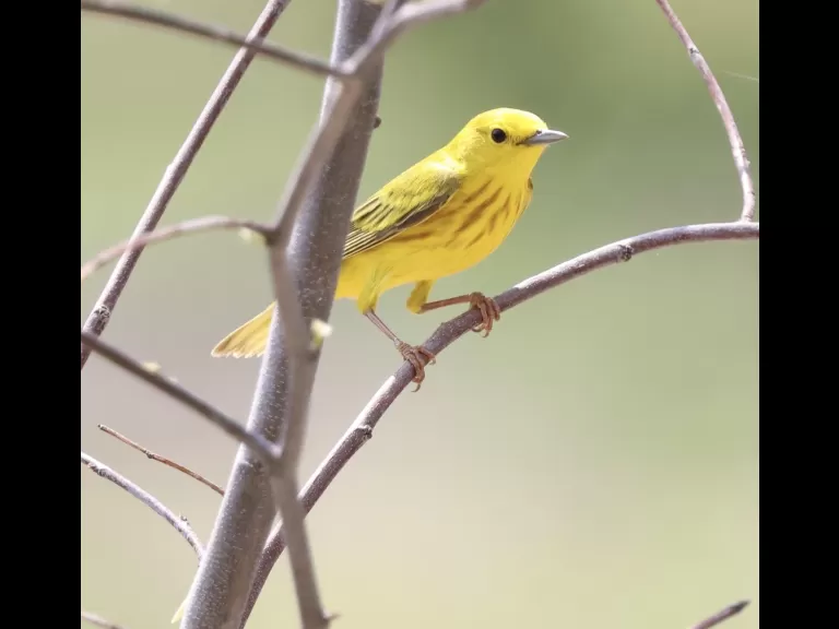 An eastern kingbird at Breakneck Hill Conservation Land in Southborough, photographed by Steve Forman.