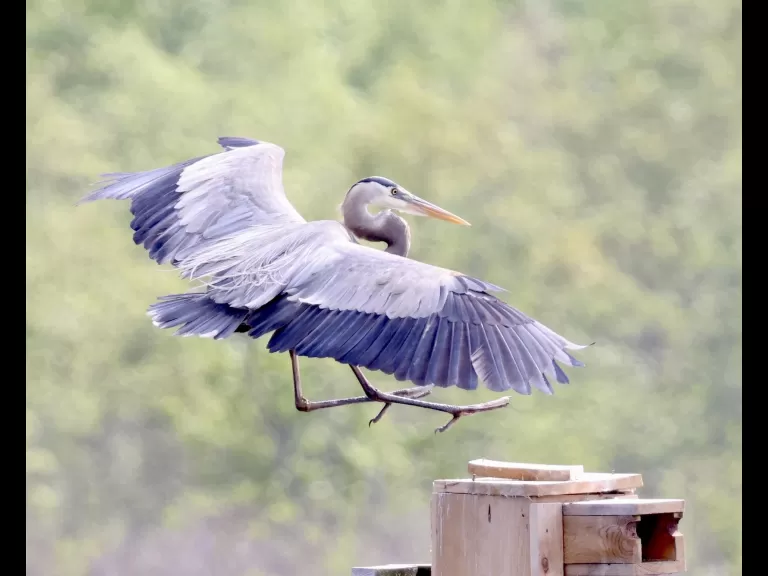 A great blue heron at Great Meadows National Wildlife Refuge in Concord, photographed by Steve Forman.
