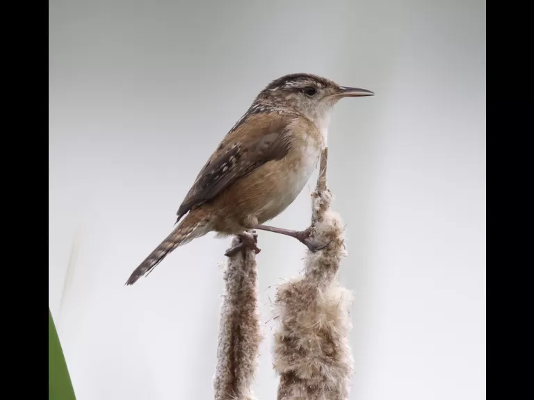 A great blue heron at Great Meadows National Wildlife Refuge in Concord, photographed by Steve Forman.