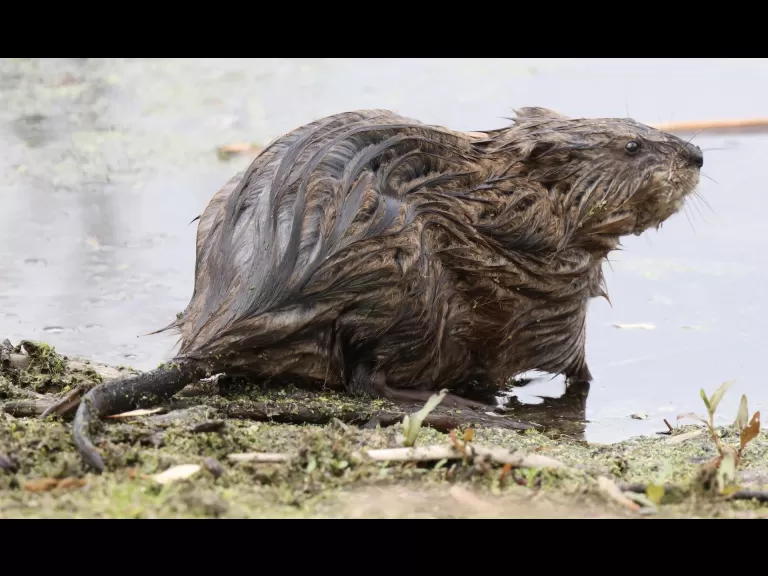 A great blue heron at Great Meadows National Wildlife Refuge in Concord, photographed by Steve Forman.