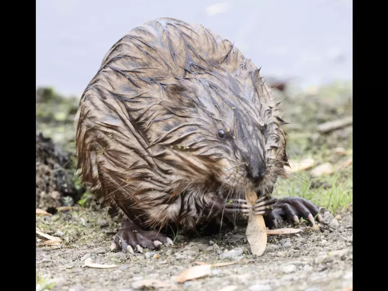 A great blue heron at Great Meadows National Wildlife Refuge in Concord, photographed by Steve Forman.