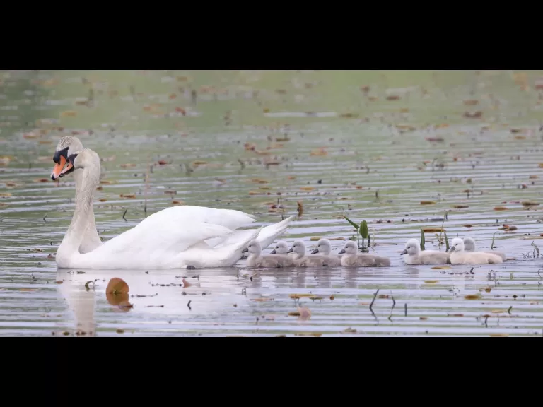 A great blue heron at Great Meadows National Wildlife Refuge in Concord, photographed by Steve Forman.