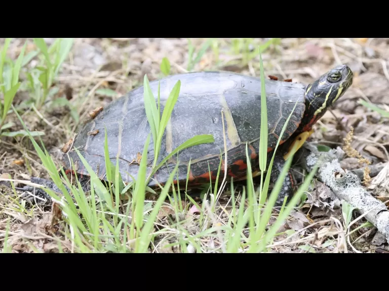 A great blue heron at Great Meadows National Wildlife Refuge in Concord, photographed by Steve Forman.