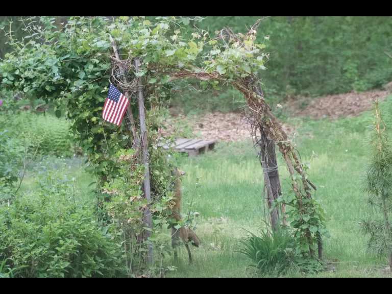 A red fox in Maynard, photographed by Gail Sartori.