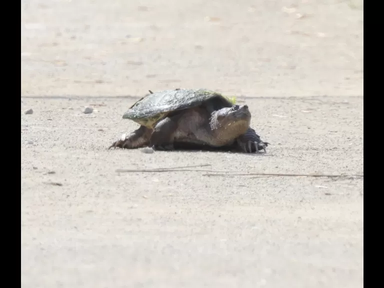 A great blue heron at Great Meadows National Wildlife Refuge in Concord, photographed by Steve Forman.