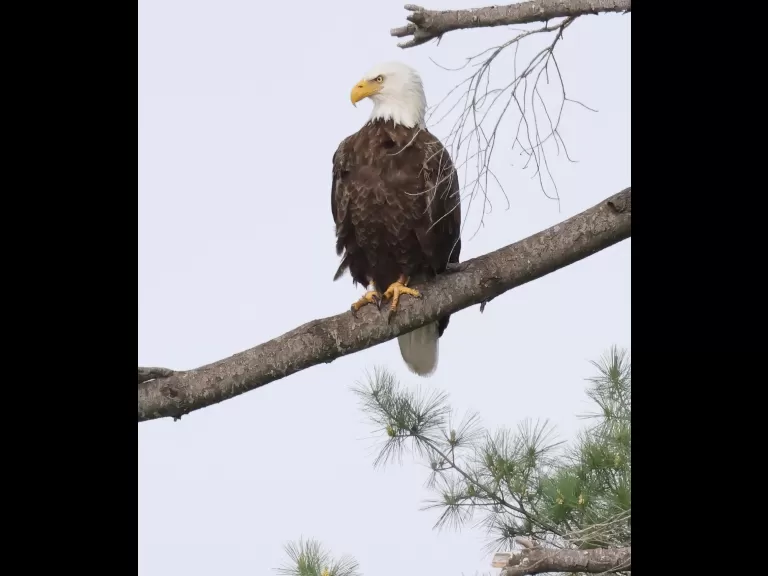 A bald eagle at Foss Reservoir in Framingham, photographed by Steve Forman.