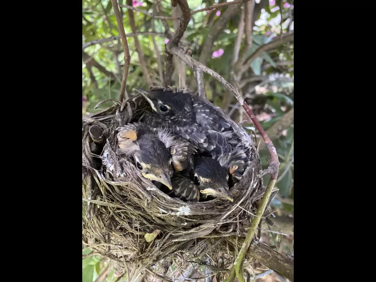 American robin eggs in a nest in Marlborough, photographed May 9th, 2021 by Karin Paquin.