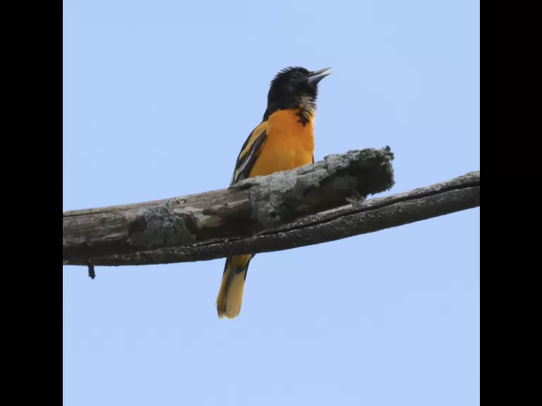 An eastern kingbird at Breakneck Hill Conservation Land in Southborough, photographed by Steve Forman.