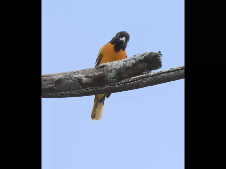 An eastern kingbird at Breakneck Hill Conservation Land in Southborough, photographed by Steve Forman.