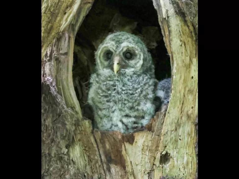 A barred owl in Acton, photographed by Steve Forman.