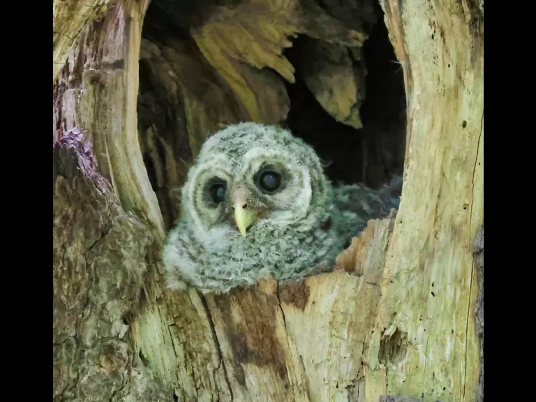 A barred owl in Acton, photographed by Steve Forman.