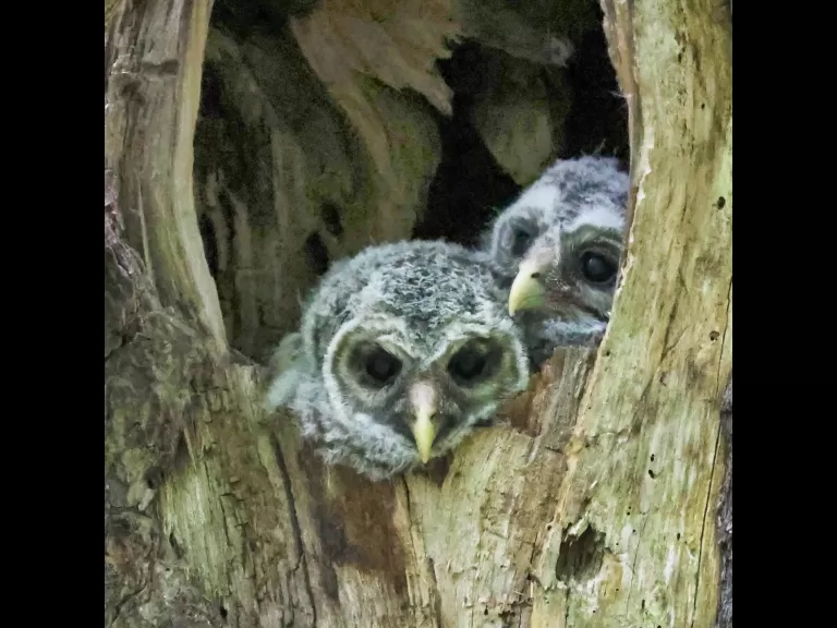 A barred owl in Acton, photographed by Steve Forman.