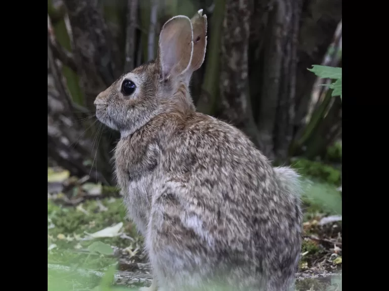 An eastern kingbird at Breakneck Hill Conservation Land in Southborough, photographed by Steve Forman.