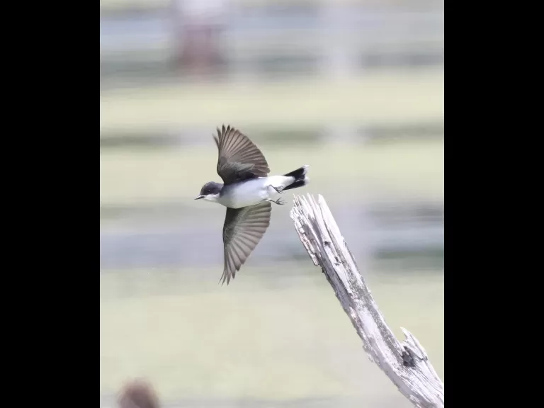 An eastern kingbird at Bolton Wildlife Management Area, photographed by Steve Forman.