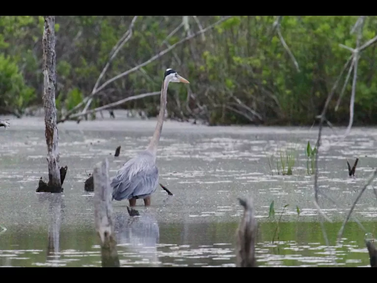 An American robin at Assabet River National Wildlife Refuge in Maynard, photographed by Craig Smith.
