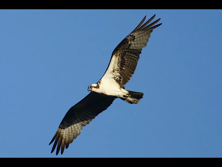 An American robin at Assabet River National Wildlife Refuge in Maynard, photographed by Craig Smith.