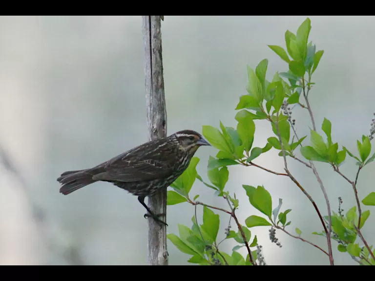 An American robin at Assabet River National Wildlife Refuge in Maynard, photographed by Craig Smith.