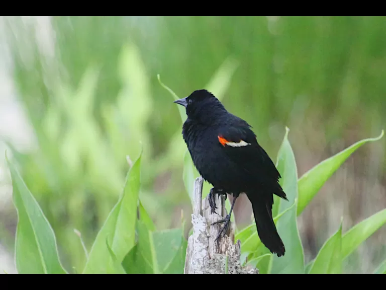 An American robin at Assabet River National Wildlife Refuge in Maynard, photographed by Craig Smith.