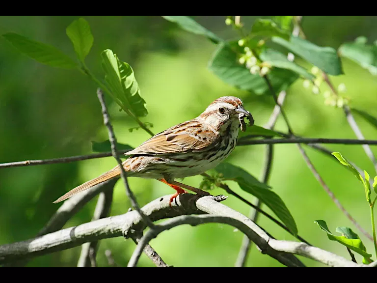 A chipping sparrow at Assabet River National Wildlife Refuge in Sudbury, photographed by Craig Smith. A chipping sparrow at Assabet River National Wildlife Refuge in Sudbury, photographed by Craig Smith.