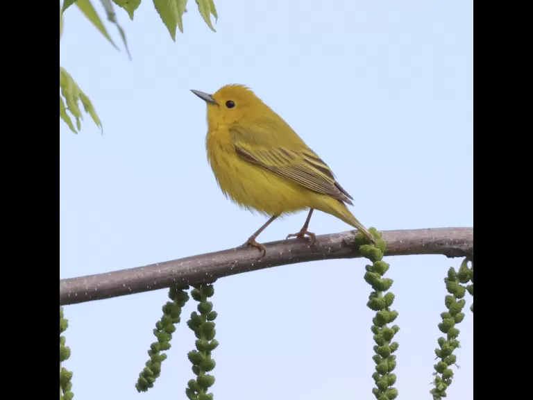 An eastern kingbird at Breakneck Hill Conservation Land in Southborough, photographed by Steve Forman.
