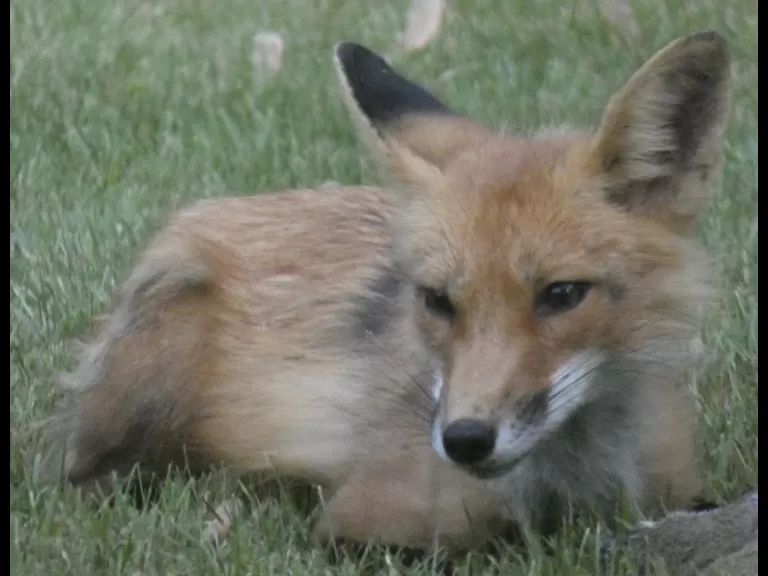 Mallards in Sudbury, photographed by Sharon Tentarelli.