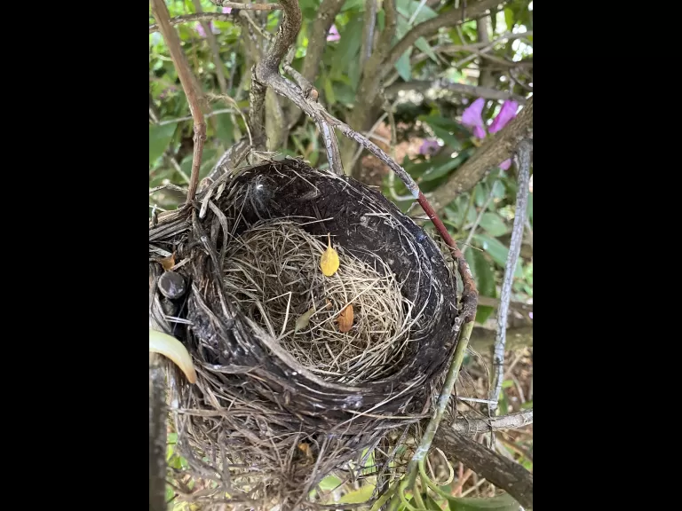 An American robin fledgling in Marlborough, photographed by Karin Paquin.