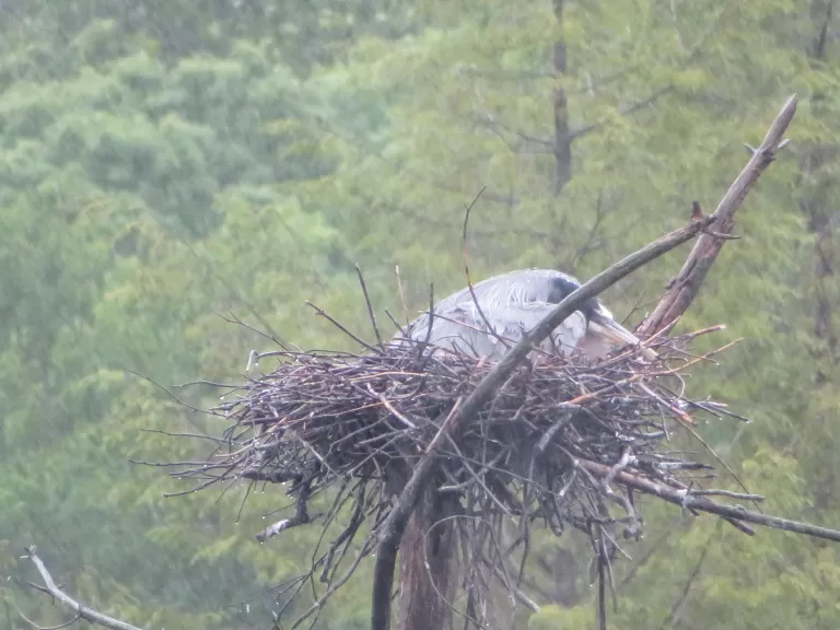 A great blue heron at a nest in Lincoln, photographed by Rachel Stein.