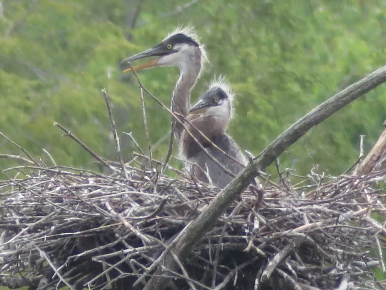 A great blue heron at a nest in Lincoln, photographed by Rachel Stein.