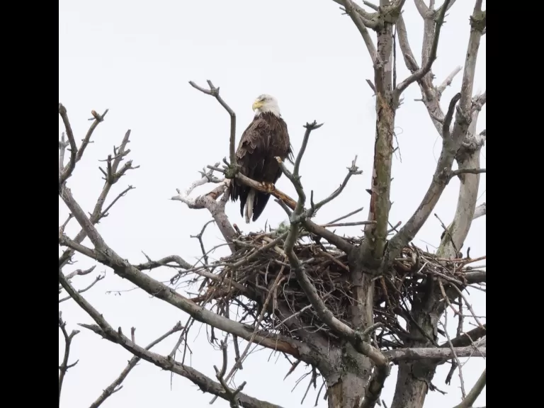 A bald eagle at the Sudbury Reservoir in Southborough, photographed by Steve Forman.