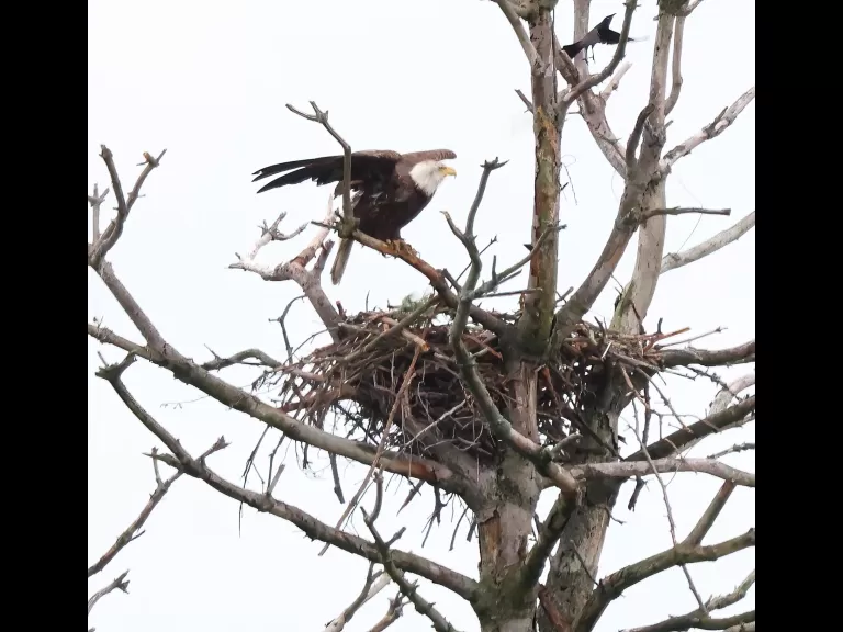 A bald eagle at the Sudbury Reservoir in Southborough, photographed by Steve Forman.